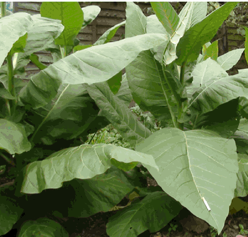 Golden Virginia Tobacco Plant